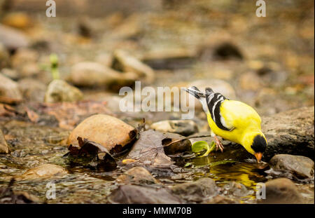 Ein männlicher Gelb Finch oder American Goldfinch zu Trinken von Wasser in einen kleinen Bach. Stockfoto