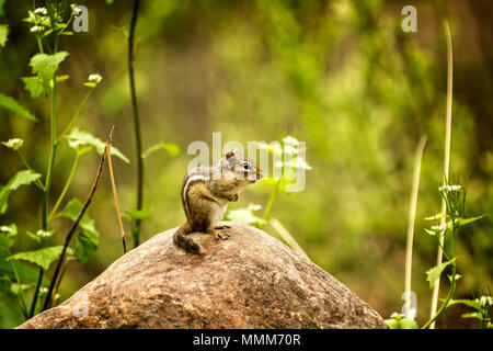 Ein niedliches Eichhörnchen sitzt auf einem großen Felsen.