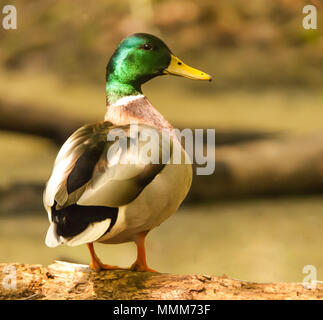 Foto einer Stockente ruht auf einem Holz anmelden. Stockfoto