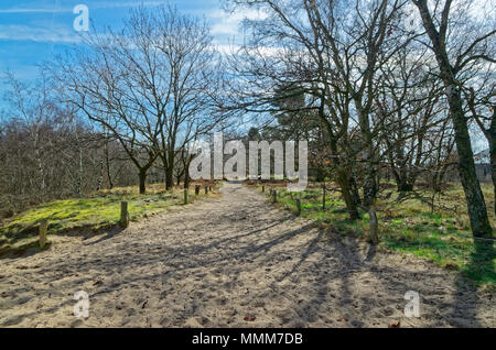 Landschaft Weg der Boberger Dünen im Naturschutzgebiet Boberger Niederung in Hamburg Deutschland Stockfoto