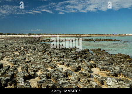 Die Hamelin Pool Stromatolithen, älteste lebende organismes auf der Erde, in der Nähe von Denham in Western Australia. Stockfoto