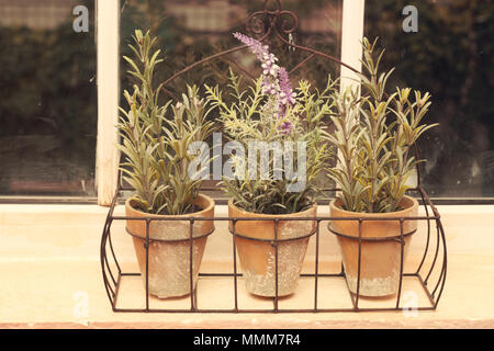 Drei Blumen im Topf auf der Fensterbank Stockfoto