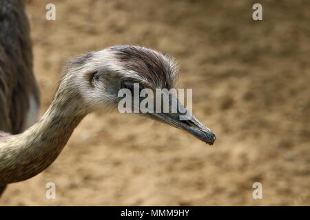 Mehr Nandu (Rhea americana), grosser Vogel native zum östlichen Südamerika Stockfoto