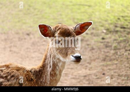 Portrait von damwild (Cervidae) Stockfoto