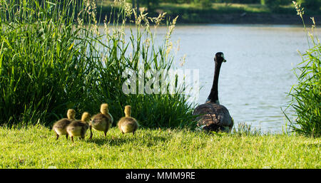 Foto von einem kanadischen Gänse- und es ist die jungen Gänschen ausführen, um aufzuholen. Auf der malerischen Maumee River im Nordwesten von Ohio. Stockfoto