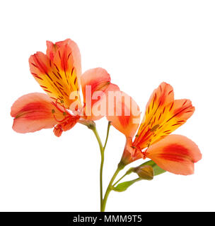 Zwei orange Alstroemeria Blumen auf weißem Hintergrund. Stockfoto