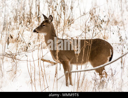 Foto von einer schönen, weißen Hirsch in einer verschneiten Winterlandschaft. Stockfoto