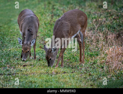 Zwei white tailed deer Fütterung auf etwas Gras neben dem Wald. Stockfoto