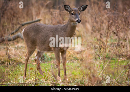 Eine schöne, weiße tailed deer doe ständigen Alarm im Wald. Stockfoto