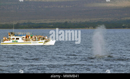 Touristen auf einem Boot beobachten ein Buckelwal, Megaptera novaeangliae, wobei ein Hauch auf der Oberfläche, Maui, Hawaii, USA Stockfoto