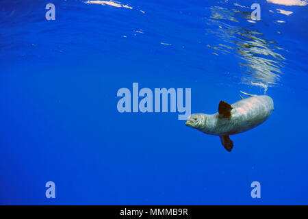 Eine gefährdete Hawaiian monk seal, Neomonachus schauinslandi, schwimmt im blauen Ozean, Niihau, Hawaii, USA Stockfoto