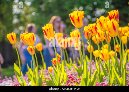 Rote und gelbe Tulpen auf Blumenbeet in Brecon Park, Lichfield, Großbritannien. Schönen british Blumen im Frühling. Lebendige und gesättigten Farben, verschwommene Menschen. Stockfoto