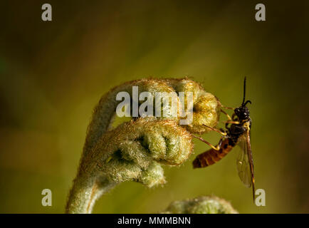 Ein Makro Foto eines neuen Farn Pflanze uncurling mit einer Biene. Stockfoto