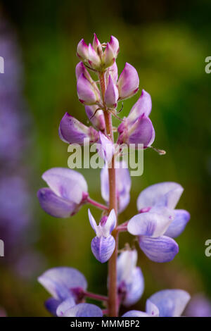 Eine Nahaufnahme der wilden Blaue Lupine in der Natur in Ohio zu bewahren. Stockfoto