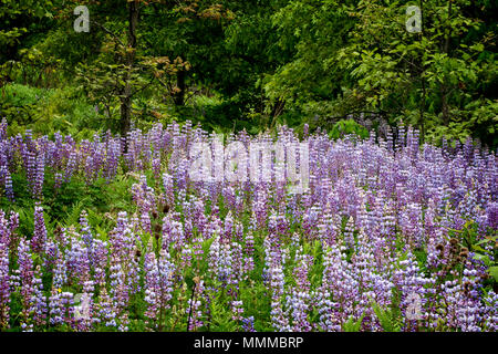 Eine Ernte von wild Blaue Lupine in der Natur in Ohio zu bewahren. Stockfoto