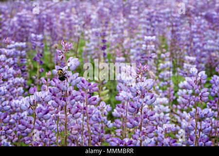 Ein Feld von wild Blaue Lupine in der Natur in Ohio zu bewahren. Eine Biene sammelt Stecker gesehen wird von einer Blume. Stockfoto