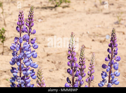 Blühende wilde Lupinen Wildblumen in einem seltenen Eiche savana an Kitty Todd State Nature Preserve in der Oak Openings Region im Nordwesten von Ohio. Stockfoto