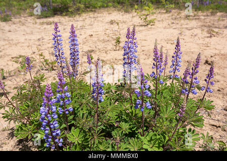 Blühende wilde Lupinen Wildblumen in einem seltenen Eiche savana an Kitty Todd State Nature Preserve in der Oak Openings Region im Nordwesten von Ohio. Stockfoto