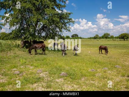 Wilde Esel am Okavango Delta in Botswana im Sommer Stockfoto