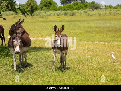 Wilde Esel am Okavango Delta in Botswana im Sommer Stockfoto