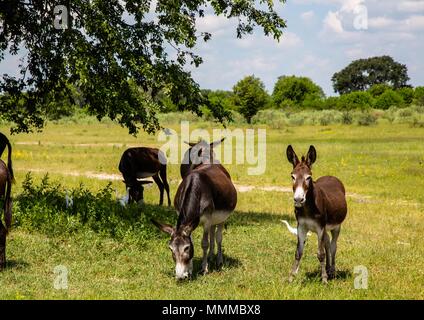 Wilde Esel am Okavango Delta in Botswana im Sommer Stockfoto