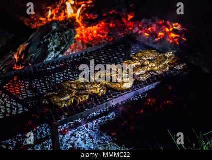 Steaks auf einem offenen campe Feuer in der Wildnis von Botswana Stockfoto