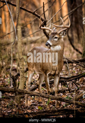 Eine acht Punkt white tailed deer Buck im Wald von Ohio. Stockfoto