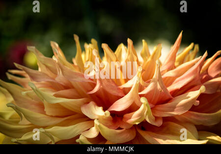 Nahaufnahme Foto von einem bunten Dahlie Blume in voller Blüte. Stockfoto