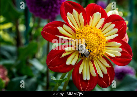 Nahaufnahme Foto von einem farbenfrohen roten und gelben Dahlie Blume in voller Blüte mit einem Bee Pollen sammeln. Stockfoto