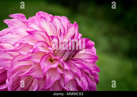 Nahaufnahme Foto von einem bunten Dahlie Blume in voller Blüte. Stockfoto