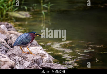 Foto von einem grünen Heron auf der Jagd nach einem Fisch am Rande eines Teiches. Stockfoto