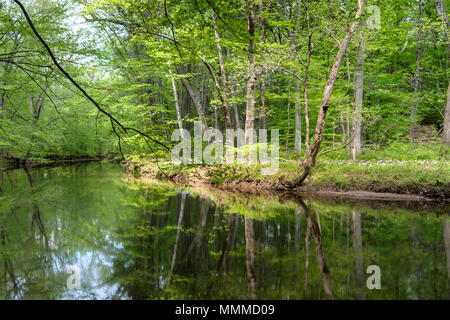Pidcock Creek im Garten in Bucks County mit einheimischen Pflanzen und Blumen, Bowman's Hill Wildflower bewahren, New Hope, Pennsylvania, USA Stockfoto