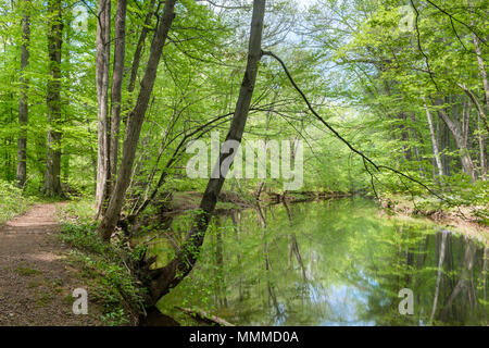 Pennsylvania Landschaft, Pidcock Creek im Garten in Bucks County, Bowman's Hill Wildflower bewahren, New Hope, Pennsylvania, USA Stockfoto