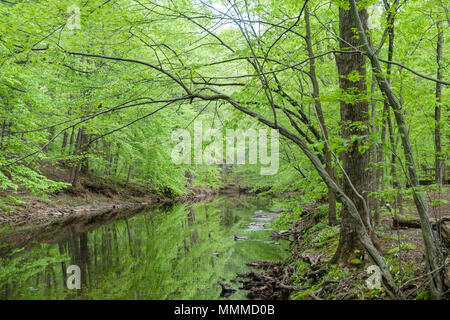 Wandern durch Pidcock Creek im Garten in Bucks County mit einheimischen Pflanzen, Bowman's Hill Wildflower bewahren, New Hope, Pennsylvania, USA Stockfoto
