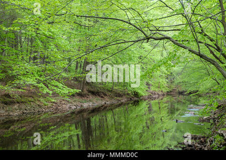 Wandern durch Pidcock Creek im Garten in Bucks County mit einheimischen Pflanzen, Bowman's Hill Wildflower bewahren, New Hope, Pennsylvania, USA Stockfoto