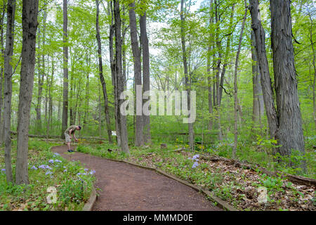Garten in Bucks County mit einheimischen Pflanzen und Blumen, Bowman's Hill Wildflower bewahren, New Hope, Pennsylvania, USA Stockfoto