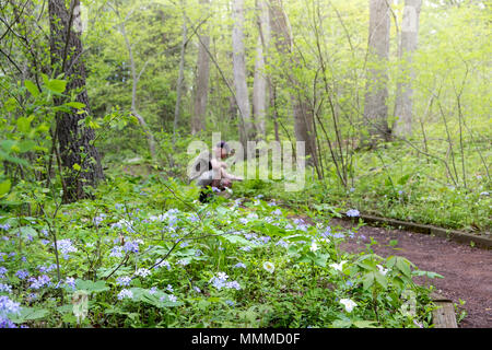 Garten in Bucks County mit einheimischen Pflanzen und Blumen, Bowman's Hill Wildflower bewahren, New Hope, Pennsylvania, USA Stockfoto