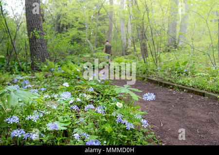 Garten in Bucks County mit einheimischen Pflanzen und Blumen, Bowman's Hill Wildflower bewahren, New Hope, Pennsylvania, USA Stockfoto