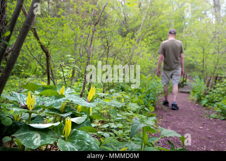 Mann auf Pfad und Trillium luteum oder Gelb Trillium in Bucks County mit einheimischen Pflanzen und Blumen, Bowman's Hill Wildflower bewahren, neue Hoffnung, PA Stockfoto