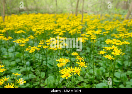 Garten in Bucks County mit einheimischen Pflanzen und Blumen, Bowman's Hill Wildflower Meadow bewahren, New Hope, Pennsylvania, USA Stockfoto