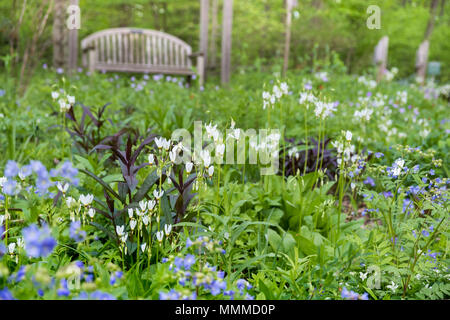Shooting Star (Dodecatheon pulchellum) wildflower Meadow Garden in Bucks County mit einheimischen Pflanzen, Bowman's Hill Wildflower bewahren, neue Hoffnung, PA Stockfoto