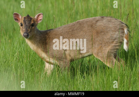 Eine nette junge MUNTJAC Rotwild (Muntiacus reevesi) Ernährung in einer Wiese. Stockfoto