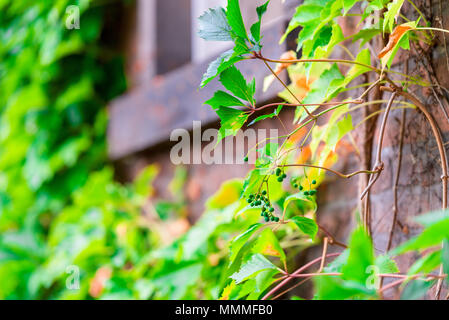 Nahaufnahme eines grünen Weinstock eine Hecke an der Wand Stockfoto