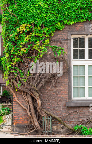 Alte dicke Weinstock wickelt das backsteingebäude außerhalb Stockfoto