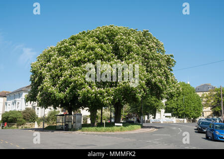 Rosskastanie (Aesculus hippocastranum) Bäume, die auf kleinen Dorf Grün in St Leonards, East Sussex, Großbritannien Stockfoto