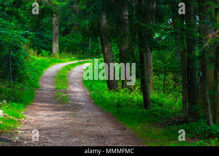 Ein breiter Weg im Sommer grüne Wald, Landschaft Stockfoto