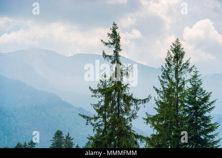 Die Spitzen der hohen Tannen vor dem Hintergrund der Reg bei geringer Bewölkung Stockfoto