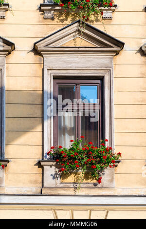 Holzhaus Fenster mit schönen roten Blüten in einen Topf closeup Stockfoto