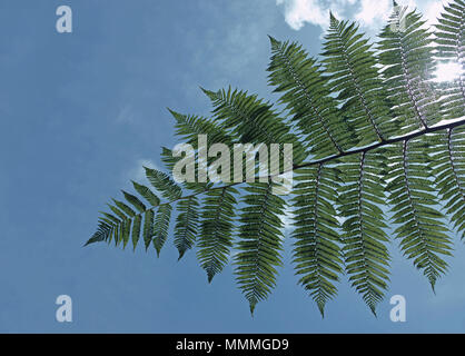 Blatt von einem Baum Farn gegen das Licht Stockfoto