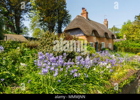 Ein traditionelles strohgedecktes Cottage im lokalen Stil mit Glockenblumen im Vorgarten, East Stratton, einem kleinen Dorf in der Nähe von Winchester in Hampshire, Großbritannien Stockfoto